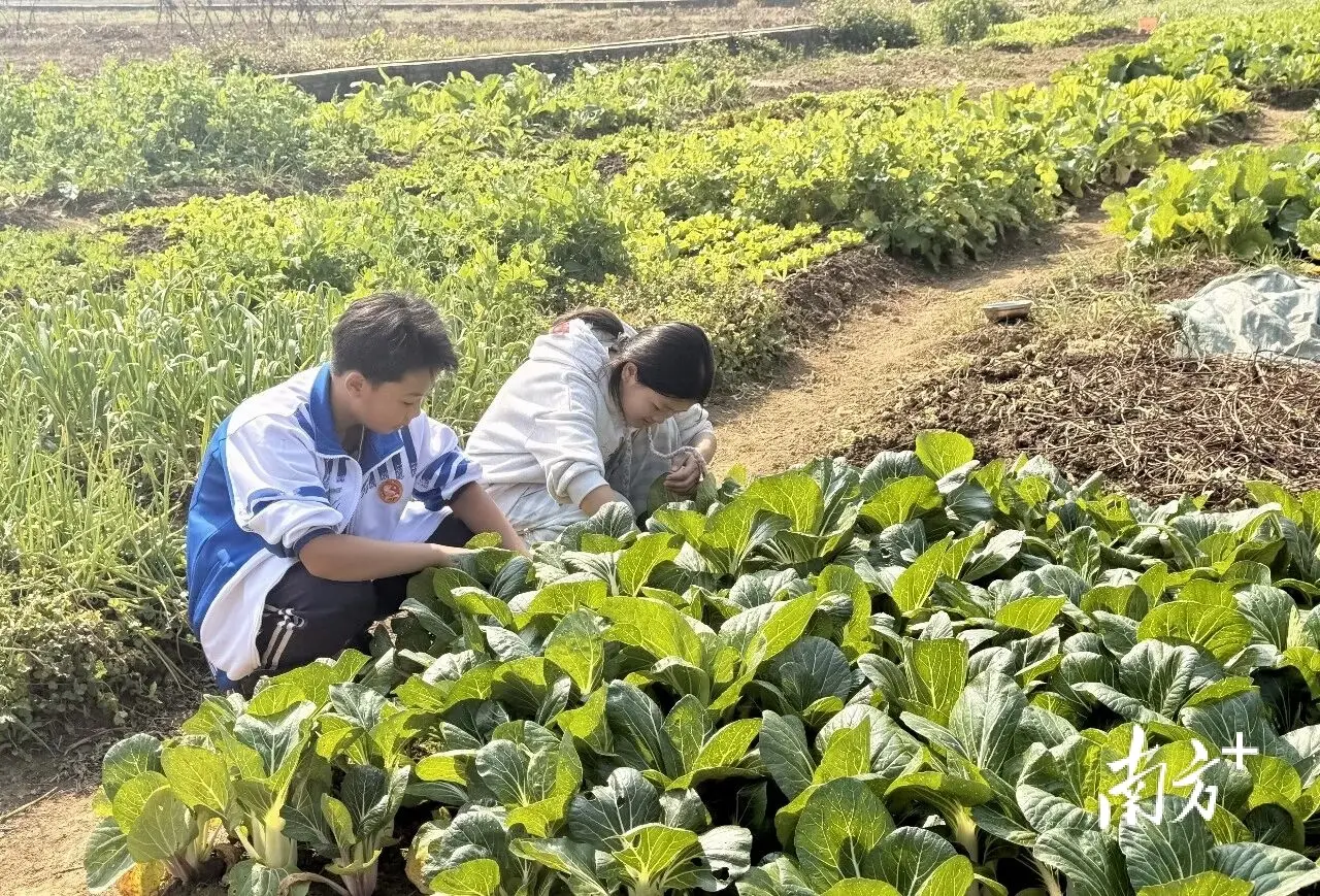 “眾耕園”裡飯菜香！清新這所學校勞動教育歡樂多