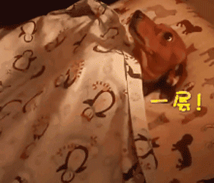 狗子怕冷故意把窗簾蓋在身上，狗：這暗示夠明顯了吧？