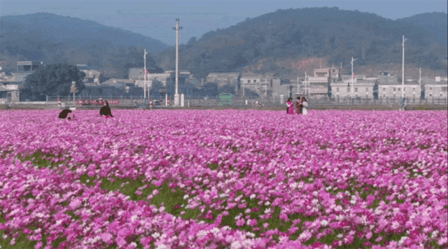 江門這些粉色花海，開了！趕快Mark住收藏→