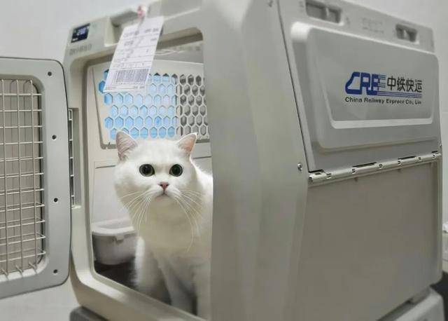 收藏！110個寵物託運車站全名單