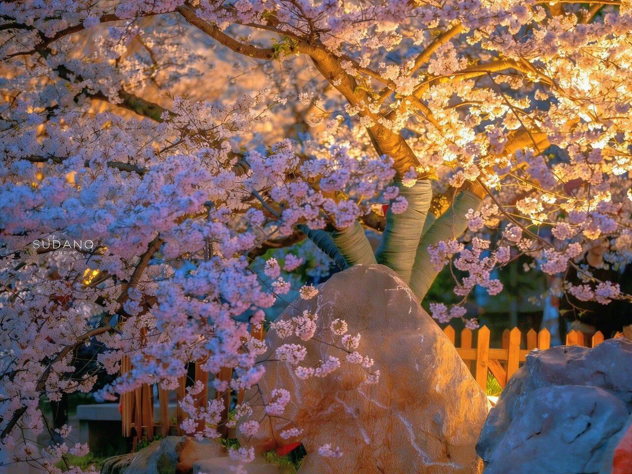 原創武漢賞櫻攻略請收藏！除了武大和東湖，還有這些免費打卡地哦