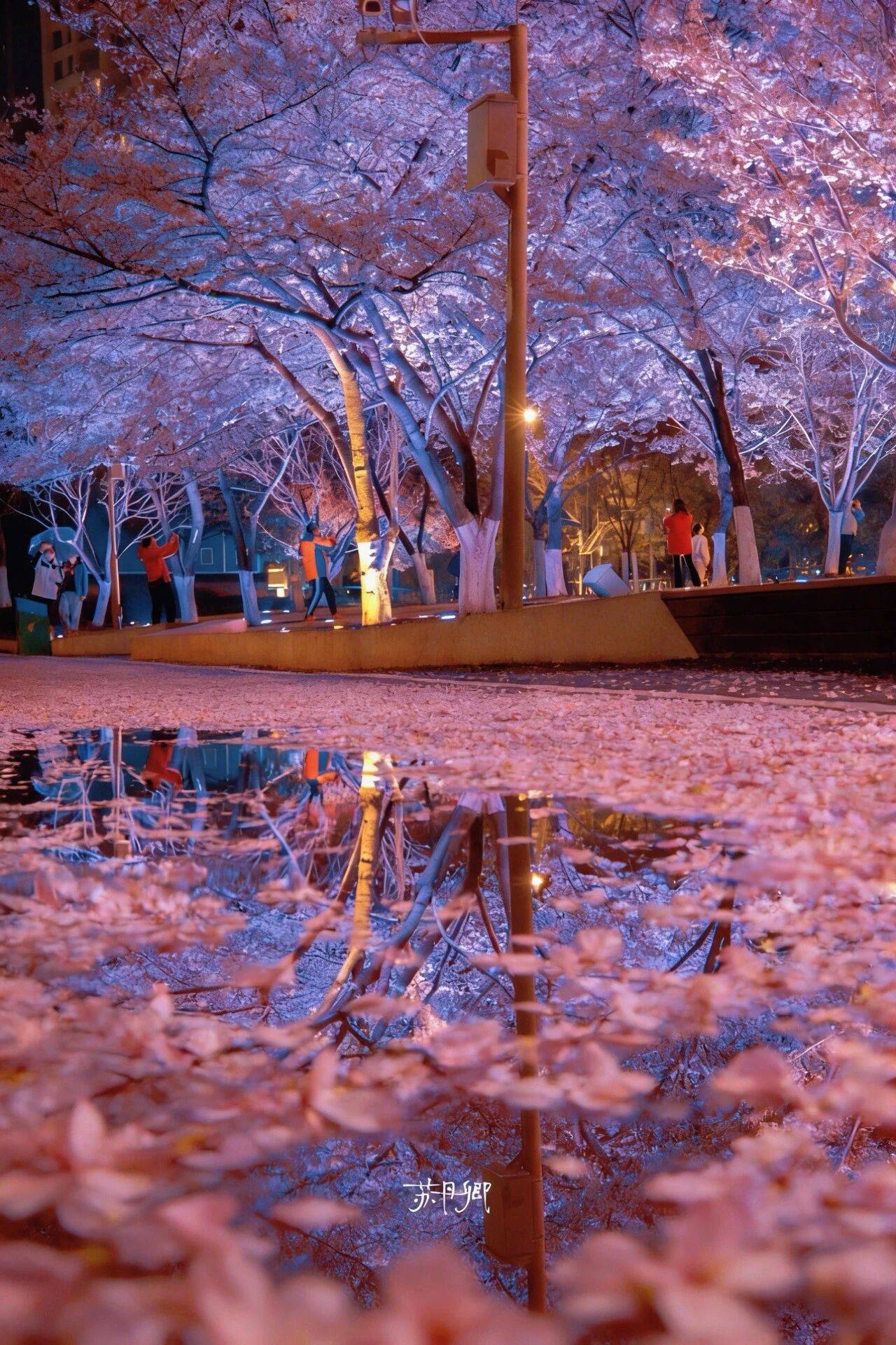 原創武漢賞櫻攻略請收藏！除了武大和東湖，還有這些免費打卡地哦