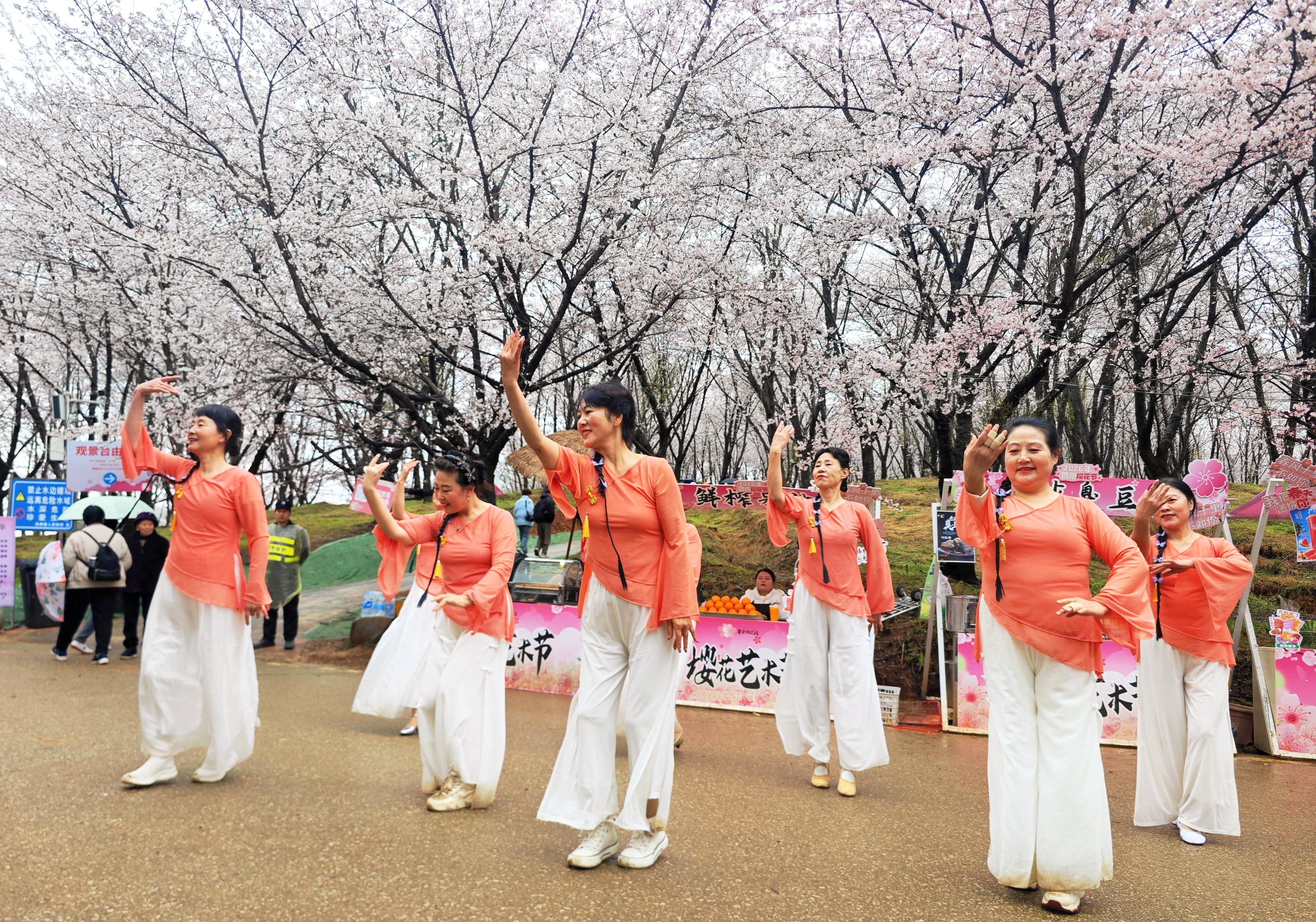 雨中櫻花園別樣浪漫！貴安櫻花園上演民族舞蹈快閃