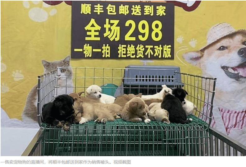 快遞面單上沒寫“這是生命”：青島膠州，一場400只幼犬無法抵達的運輸