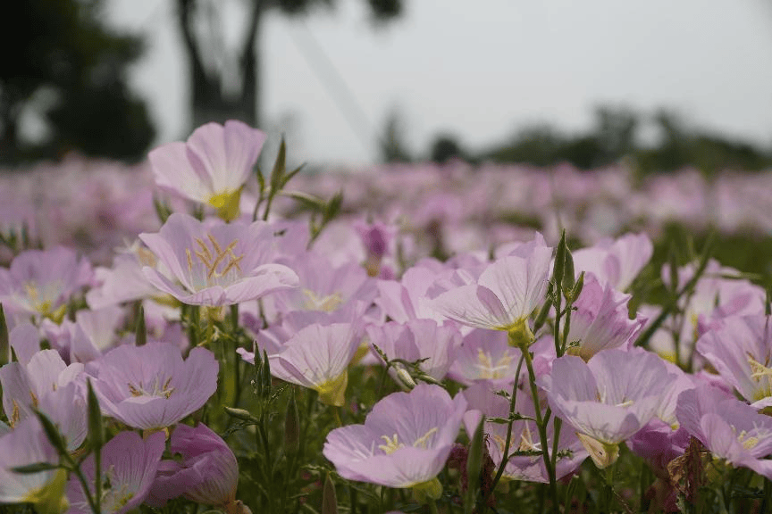收藏！泉州春日賞花去哪裡？花期+地址全攻略