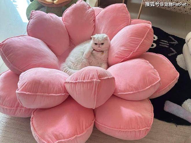 原創花重金買蓮花座貓窩，貓咪卻死活不肯上去：還不如快遞紙箱呢！
